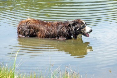 Warning reminder for blue-green algae