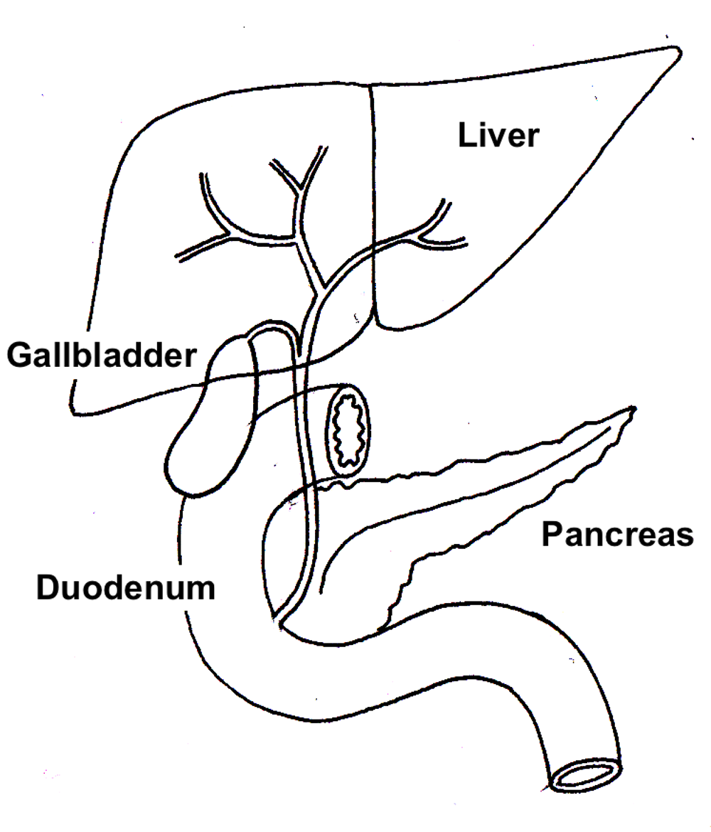 Gallbladder Image