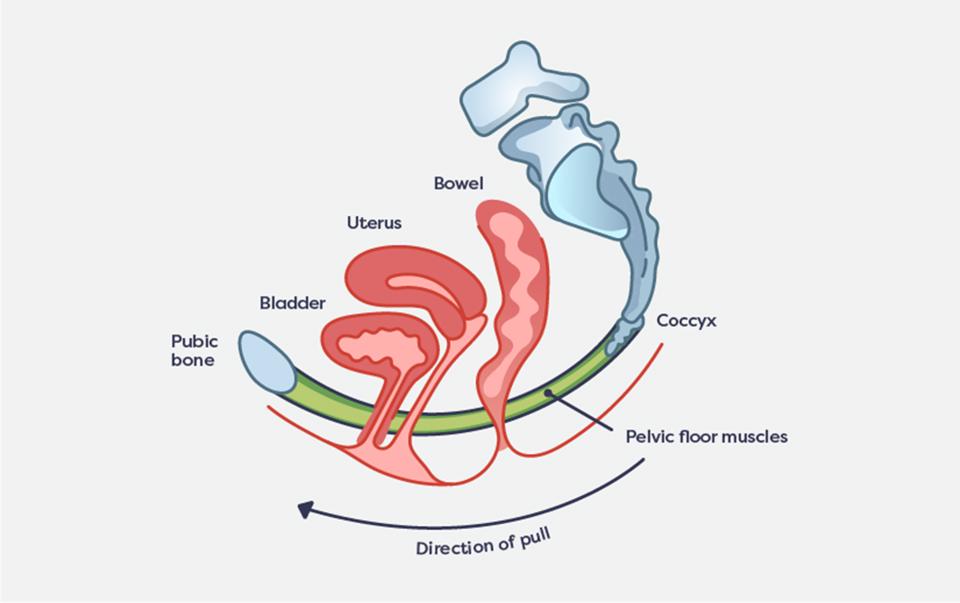 Bladder Direction Of Pull