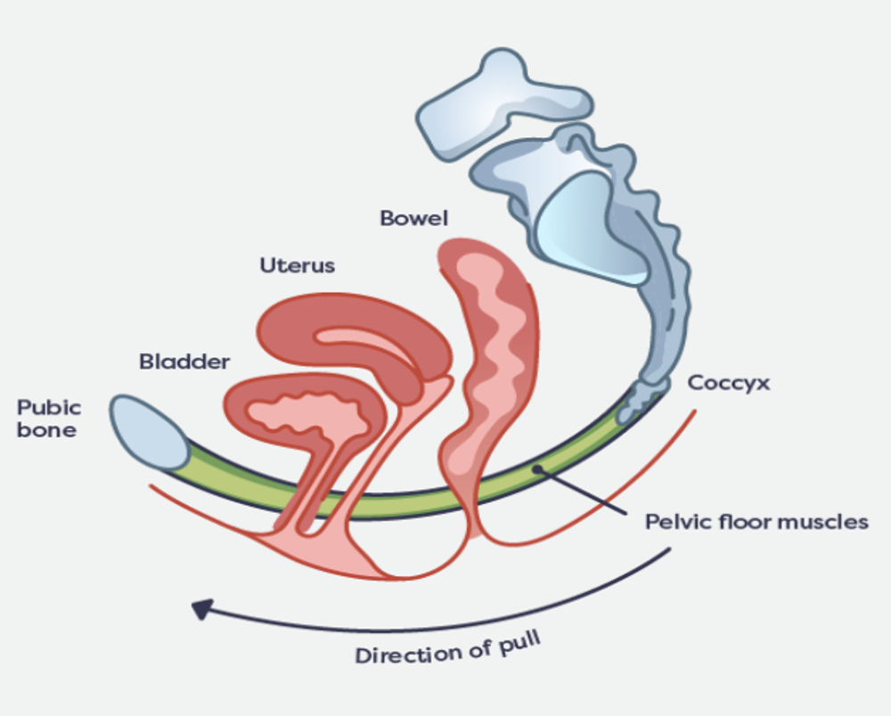 How To Contract And Relax Pelvic Floor Muscles