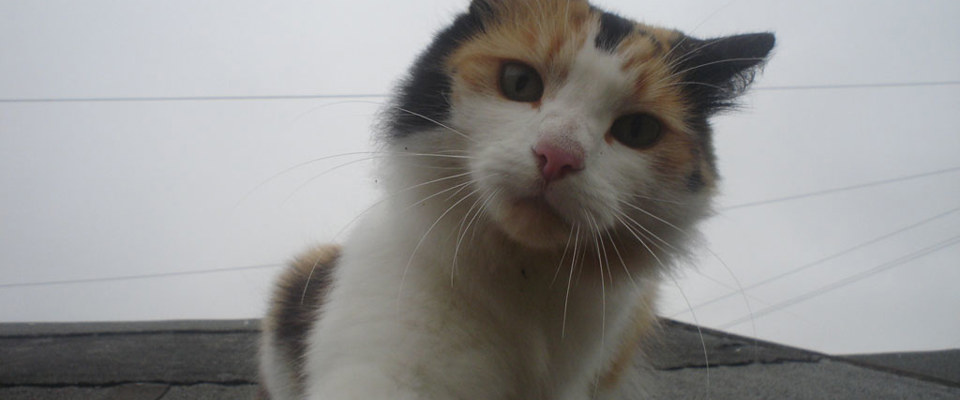 Fudge 2