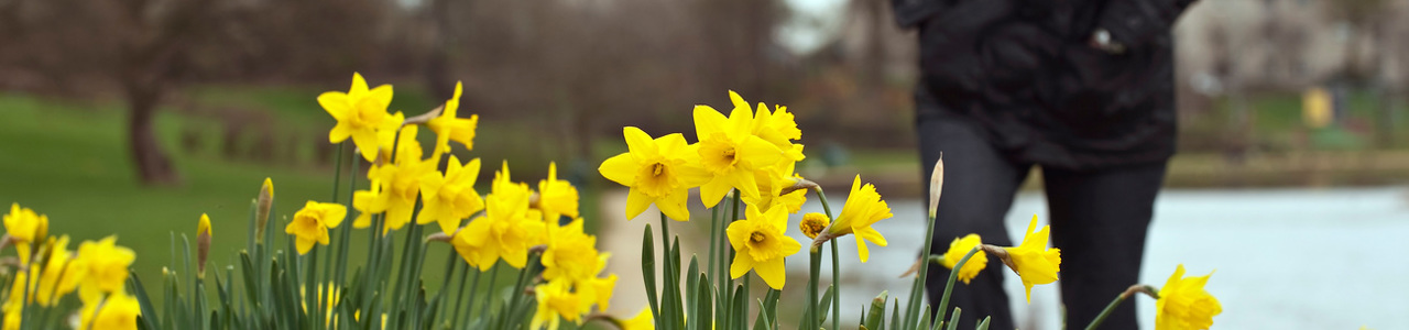 Person walking past daffodils 