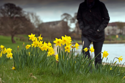 Person walking past daffodils 
