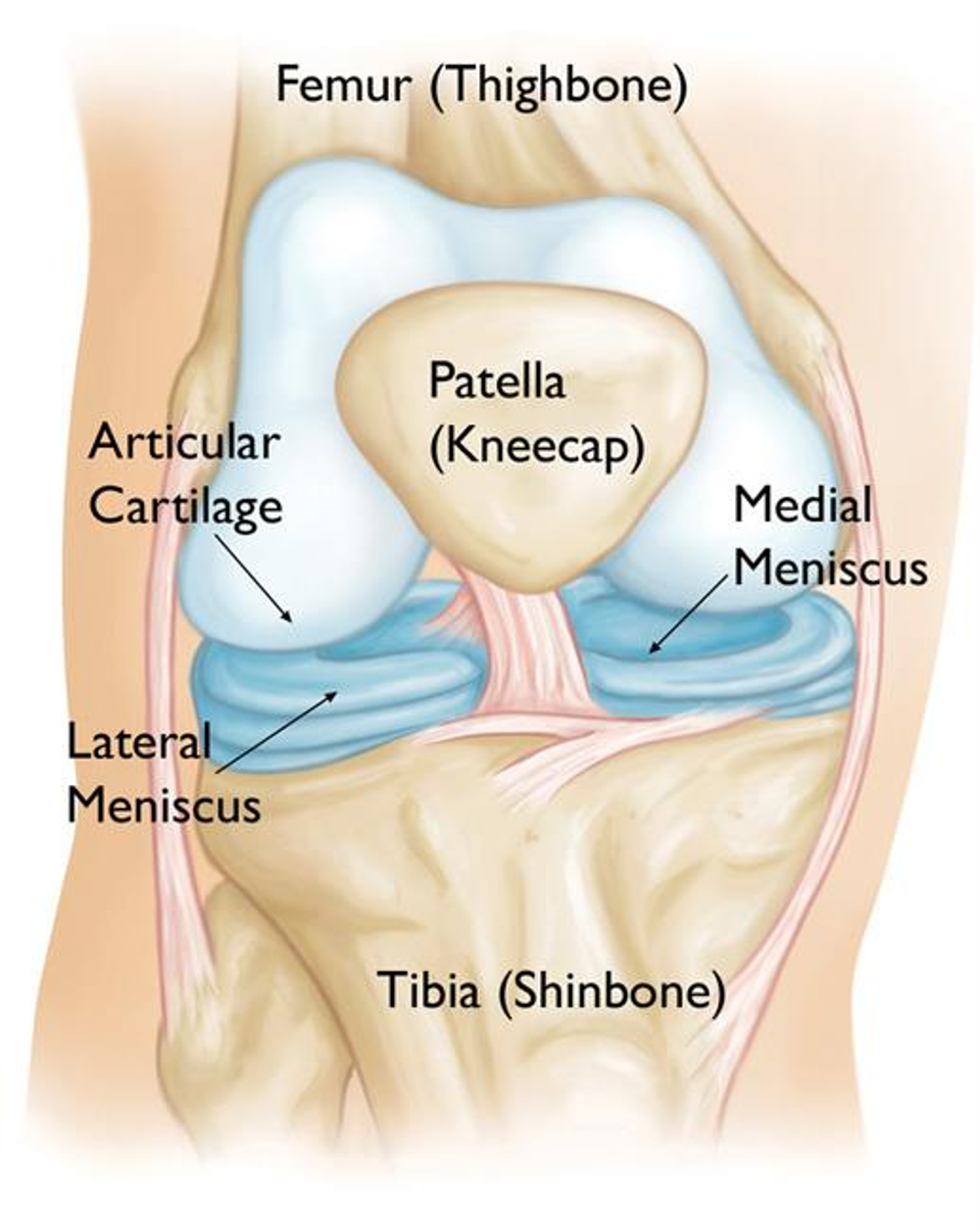 Right Side Of Kneecap