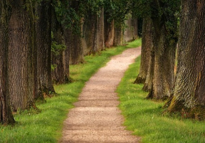 forest path 