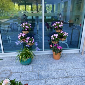 NTC Patio Plants