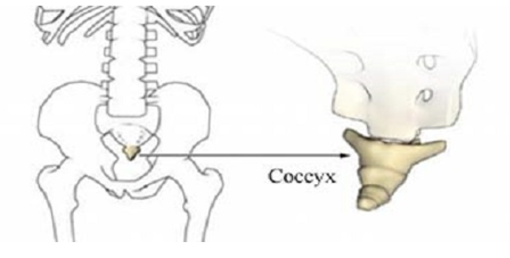 Coccyx Diagram