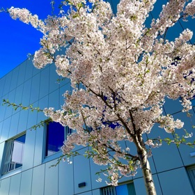 NTC Blossom