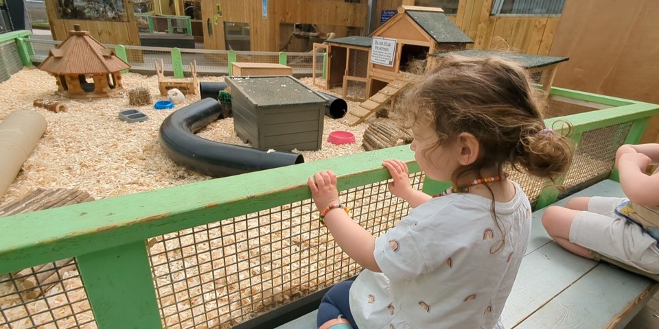 Girl looking at guinea pigs