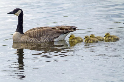 baby ducklings following mother duck