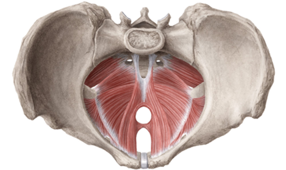 Pelvic Floor Aerial View