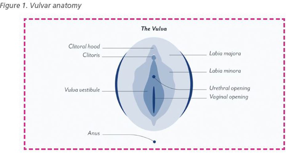 Vulvar Anatomy
