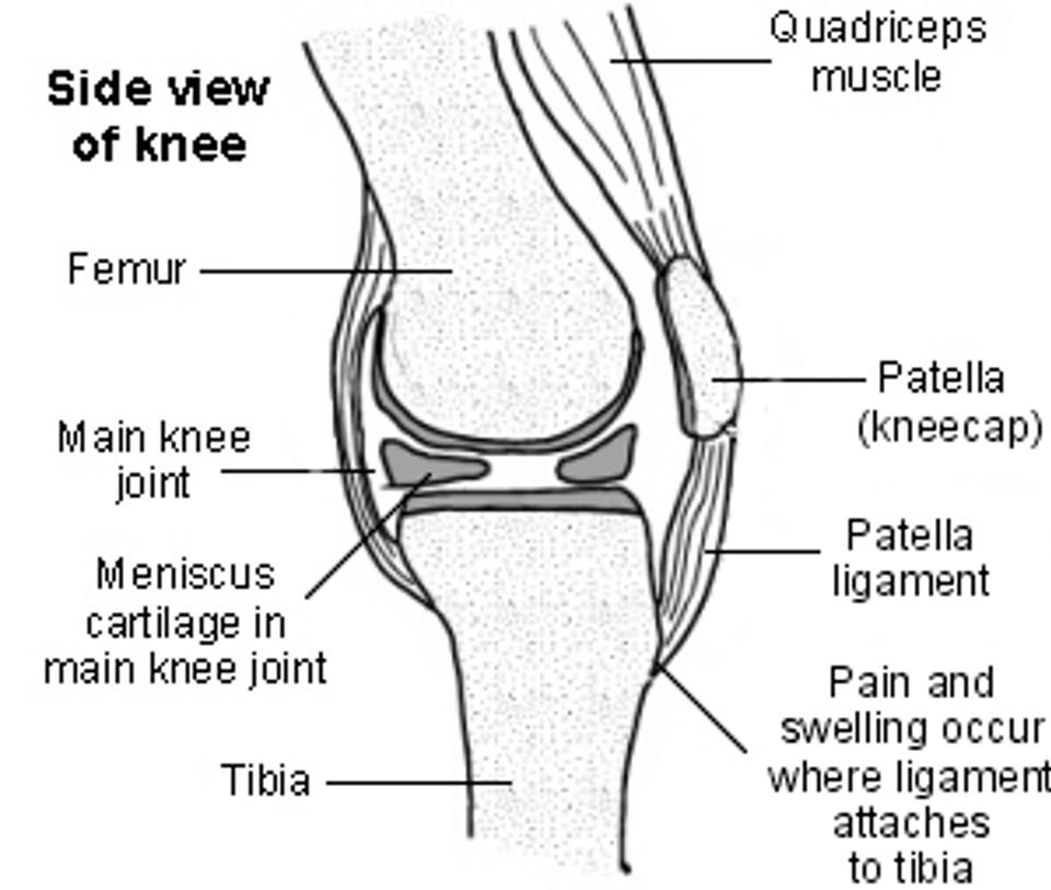 Parts of the knee