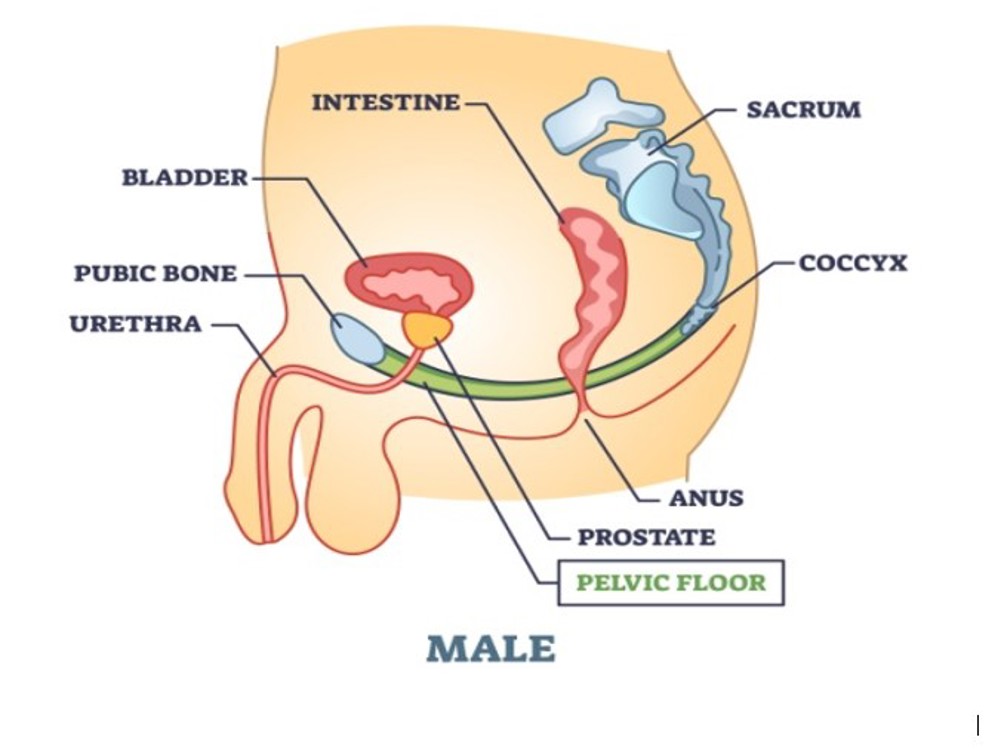 Male Sideview Of Pelvic Floor