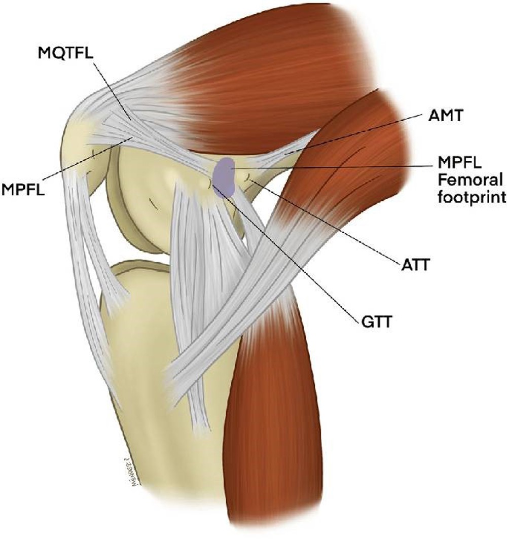 Inside View Medial View Of Flexed Knee