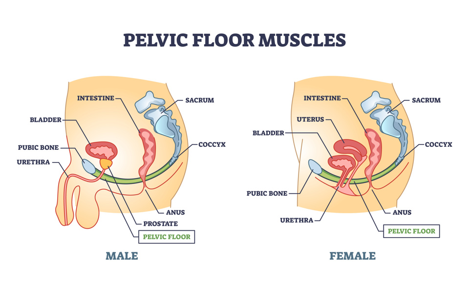 Pelvic Floor Muscles shown in the male and female anatomy