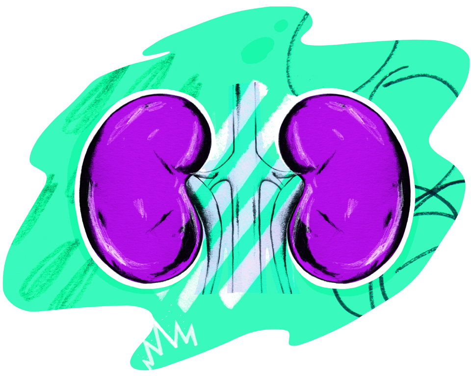 Organ Donation Kidneys Illustration JPG