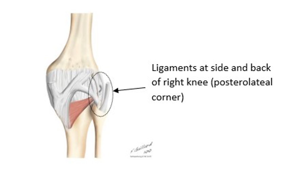 Ligaments At Side And Back Of Knee