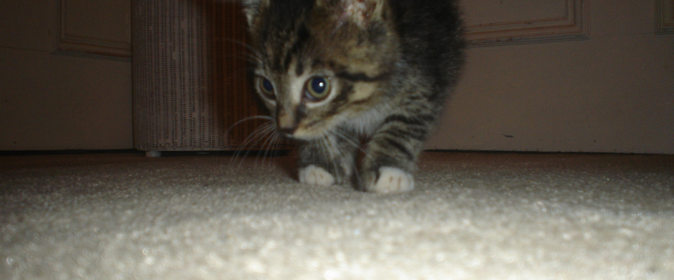 Olly