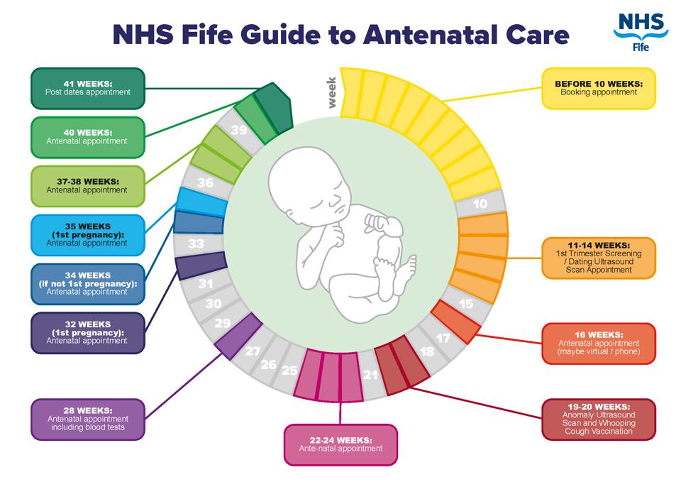 8 antenatal care visits schedule according to who