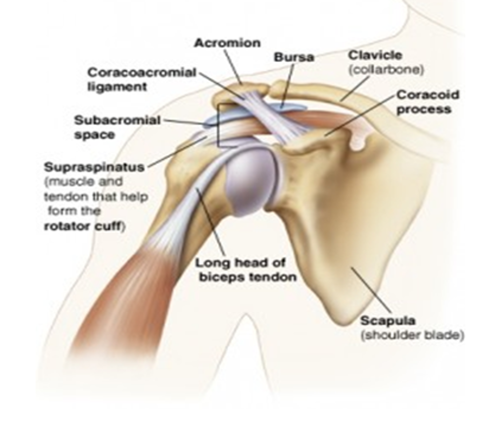 Shoulder And Subacromial Space