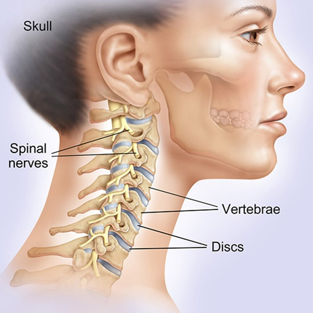 Anatomy Of The Spine