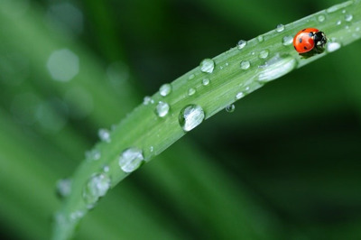 ladybird climbing on raindropped grass
